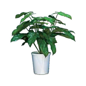 �l�H���؃I�t�B�X�O���[�������u�p���h���v &nbsp;AC762060Z